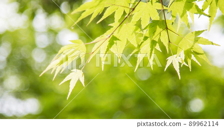 楓葉紅葉新鮮綠 楓葉紅葉新鮮綠 89962114