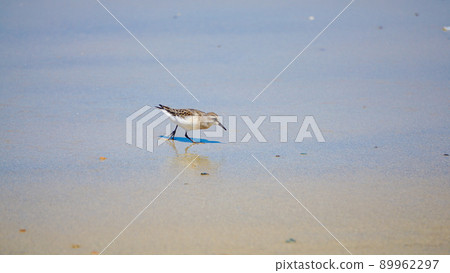 海鳥鄧林在沙灘上玩耍 海鳥鄧林在沙灘上玩耍 89962297