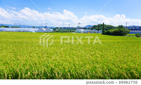 Rice ear before harvest Rice ear before harvest 89962756