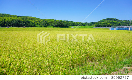 Rice ear before harvest Rice ear before harvest 89962757