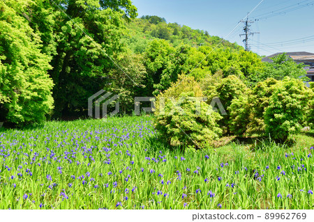京都大田神社的Kakitsubata(上賀茂別來神社的Setsumatsusha) 京都大田神社的Kakitsubata(上賀茂別來神社的Setsumatsusha) 89962769