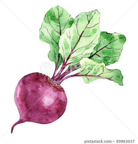 Beetroot with green leaves. Watercolor organic food isolated on white. Hand drawn illustration of fresh vegetable.  89963037
