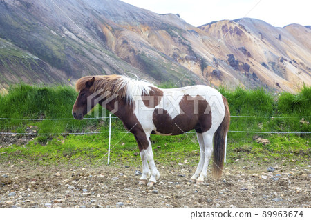 Icelandic horse on the background of a mountainous volcanic landscape. Iceland. tourism and nature 89963674