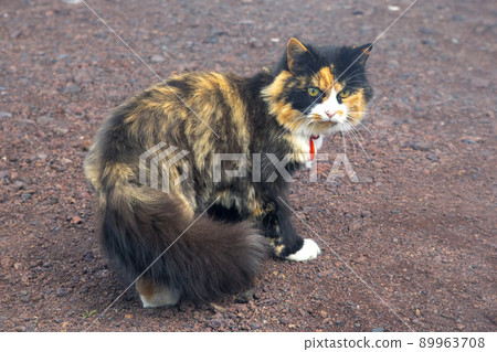 dirty homeless cat with an unhappy look on the Heimaey Island of the Vestmannaeyjar 89963708