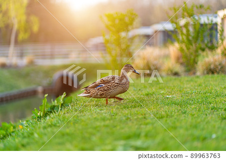 Duch on the green grass. wild duck on a green meadow Duch on the green grass. wild duck on a green meadow 89963763