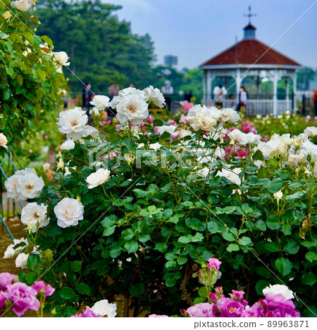 Shishima Park Rose Garden 89963871