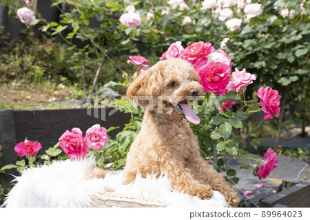 一隻玩具貴賓犬帶著玫瑰微笑 89964023