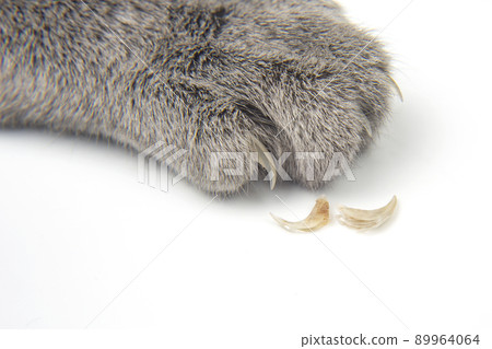 molting and replacing the claws of the cat paws. mammalian veterinary molting and replacing the claws of the cat paws. mammalian veterinary 89964064