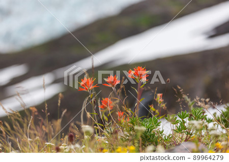 Mountains meadow 89964279