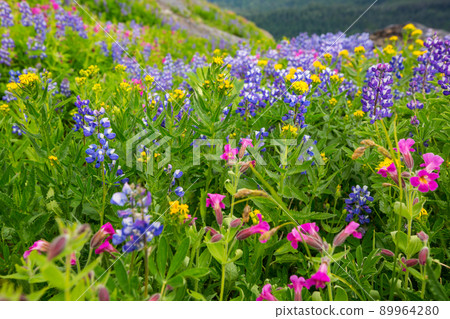 Mountains meadow 89964280