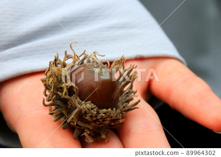 Large and plump acorns 89964302