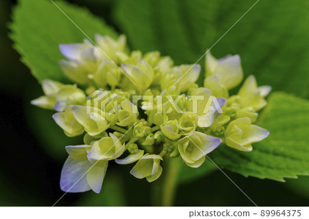 繡球 繡球 89964375