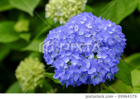 繡球 繡球 89964379