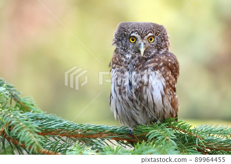 The eurasian pygmy owl Glaucidium passerinum The eurasian pygmy owl Glaucidium passerinum 89964455