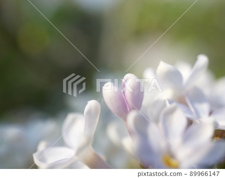 Lilac lilac flower 89966147