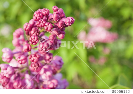 Lilac lilac flower 89966153