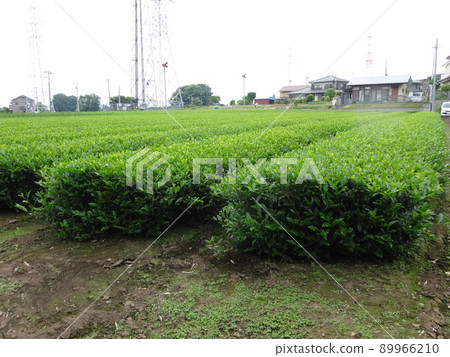 狹山茶園 狹山茶園 89966210