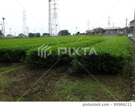 狹山茶園 89966211