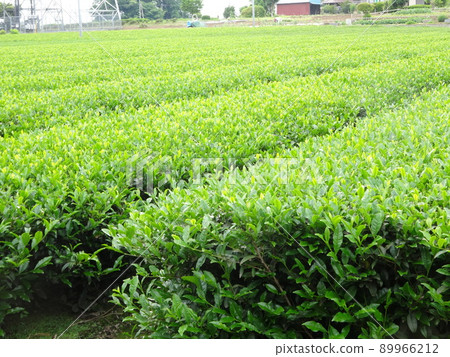 狹山茶園 狹山茶園 89966212