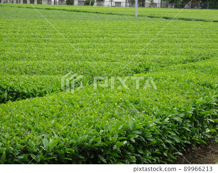 Sayama tea plantation 89966213