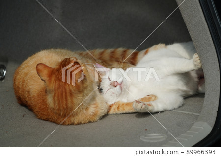 A cute tea tiger of a one-year-old stray cat and a brother and sister of a calico cat play with each other in the car A cute tea tiger of a one-year-old stray cat and a brother and sister of a calico cat play with each other in the car 89966393
