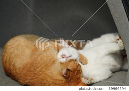 A cute tea tiger of a one-year-old stray cat and a brother and sister of a calico cat play with each other in the car A cute tea tiger of a one-year-old stray cat and a brother and sister of a calico cat play with each other in the car 89966394