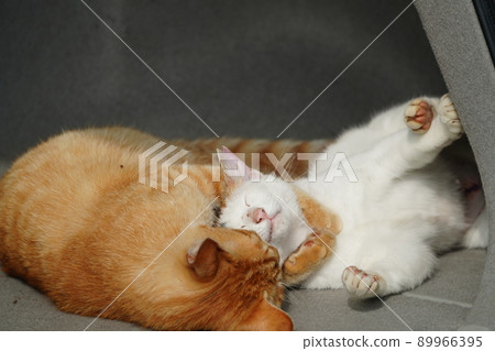 A cute tea tiger of a one-year-old stray cat and a brother and sister of a calico cat play with each other in the car 89966395