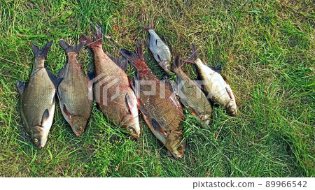 Different sizes of breams on green grass. Successful fishing rich catch 89966542