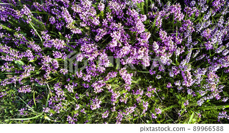 Verbena bonariensis known as purpletop, clustertop 89966588