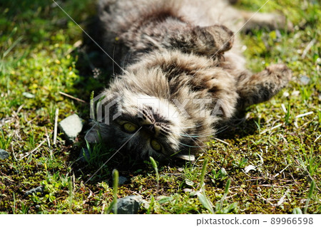 The cute stray cat that looks scary is a sweetheart 89966598