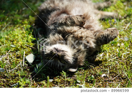 The cute stray cat that looks scary is a sweetheart 89966599