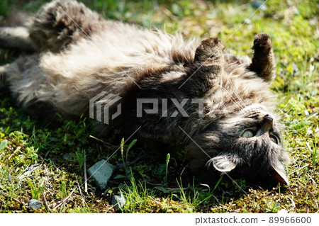 The cute stray cat that looks scary is a sweetheart 89966600