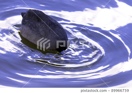 Eurasian Coot swimming in Bedfont Lake 89966739