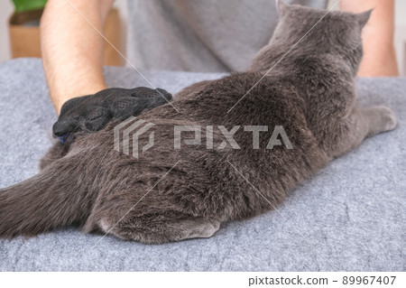 A man combs the cat's fur with special glove and A man combs the cat's fur with special glove and 89967407