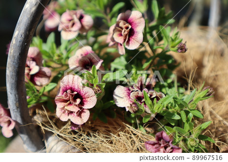 在籃子裡種植 Calibrachoa 89967516