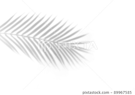 The shadow of a palm leaf against a white wall. 89967585