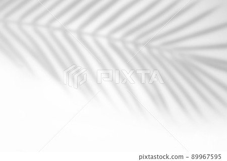 The shadow of a palm leaf against a white wall. 89967595