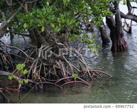 mangrove 89967752