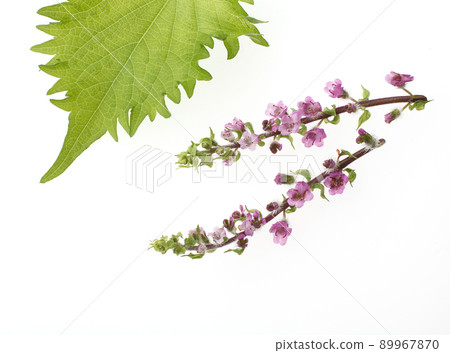 Hoshiso Hanaho Shiso Hoshiso Hanaho Shiso 89967870