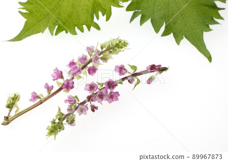 Hoshiso Hanaho Shiso Hoshiso Hanaho Shiso 89967873
