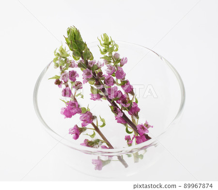 Hoshiso Hanaho Shiso Hoshiso Hanaho Shiso 89967874