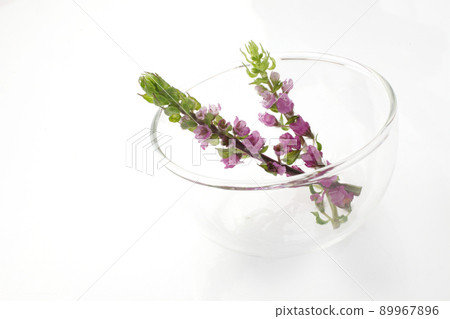 Hoshiso Hanaho Shiso Hoshiso Hanaho Shiso 89967896