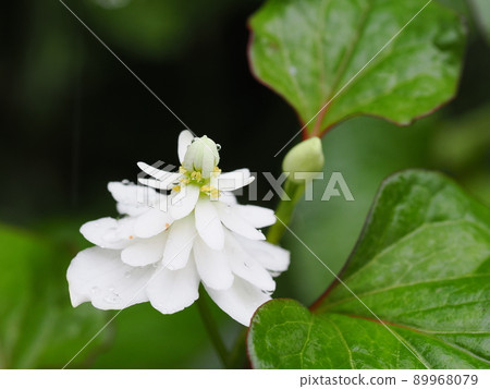Flowers of double-bloomed Tokugawa Dokudami Flowers of double-bloomed Tokugawa Dokudami 89968079
