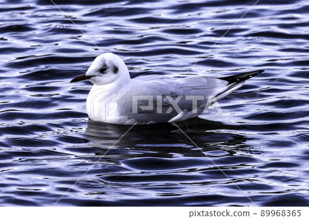 Swimming common gull in Bedfont, London, UK 89968365