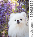 Purple wisteria and white pomeranian 89968429