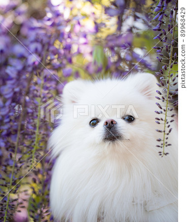 紫藤和白博美犬 89968429