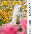 White Pomeranian sitting in a tulip field 89968430