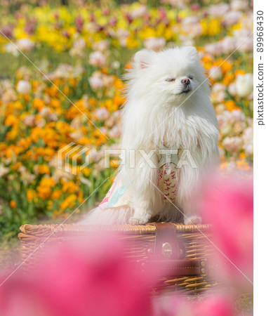 White Pomeranian sitting in a tulip field 89968430