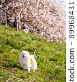 White Pomeranian smiling under the cherry tree 89968431