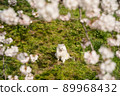 White Pomeranian in the picture frame of cherry blossoms 89968432